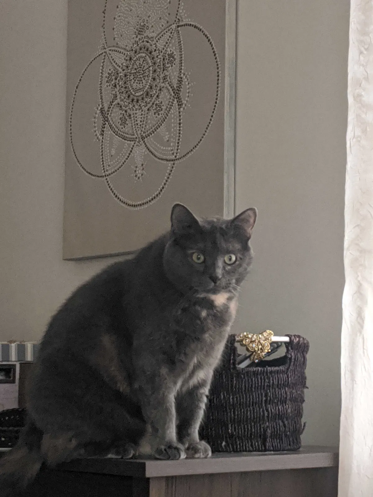 Lost cat in Green Bay, WI, 54311