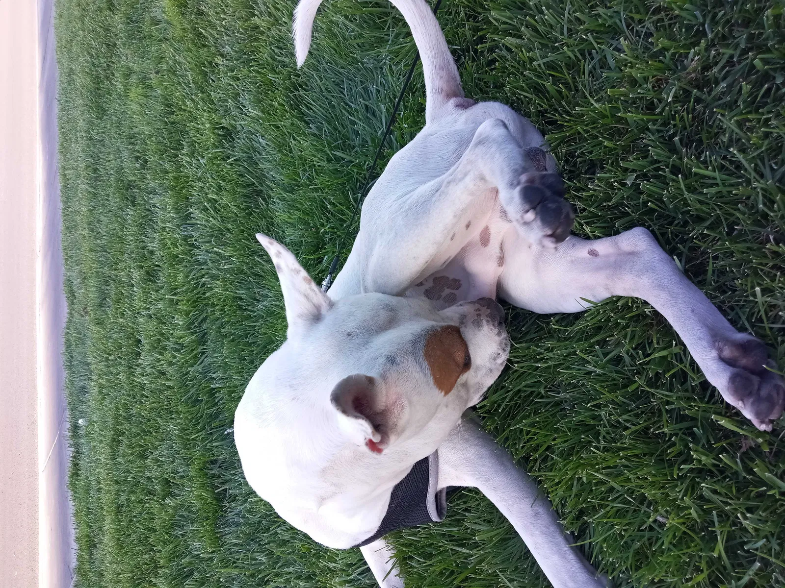 Lost dog in Las Vegas, NV, 89109