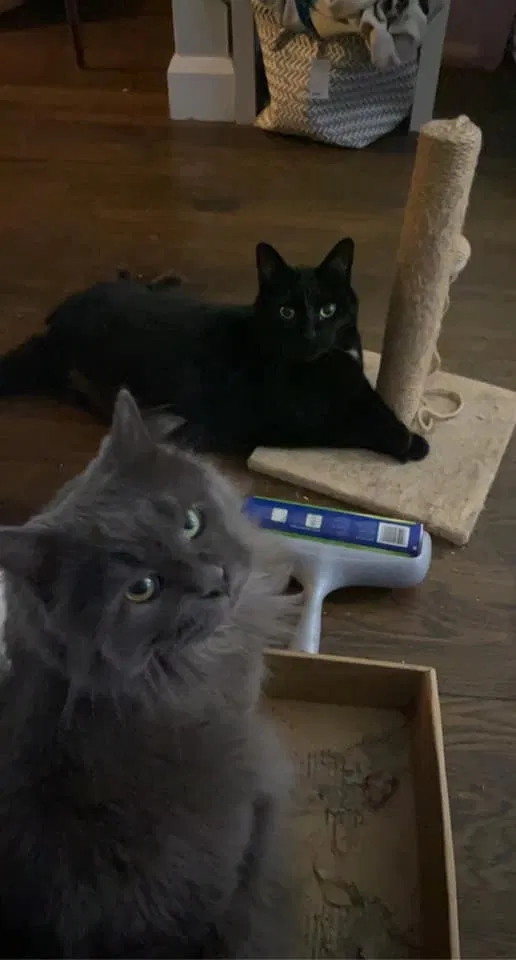 Lost cat in Cleveland, OH, 44144