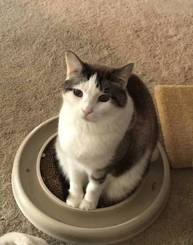 Lost cat in Tulsa, OK, 74137