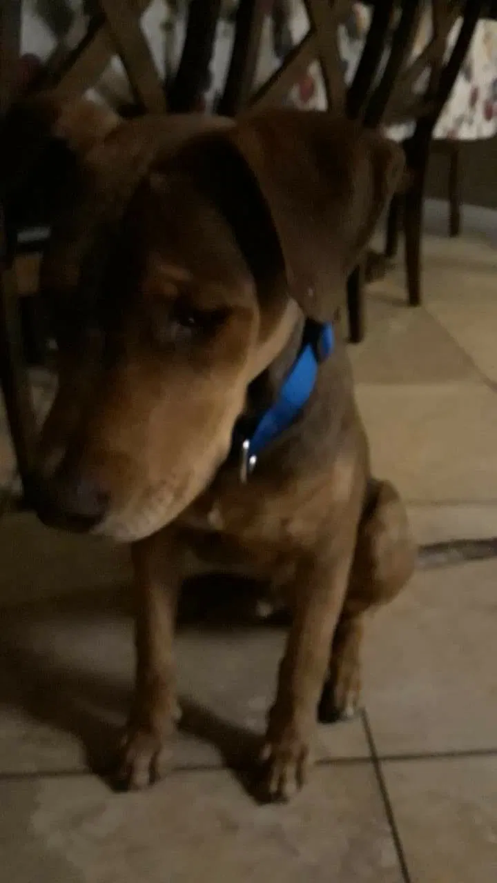Lost dog in Hemet, CA, 92545