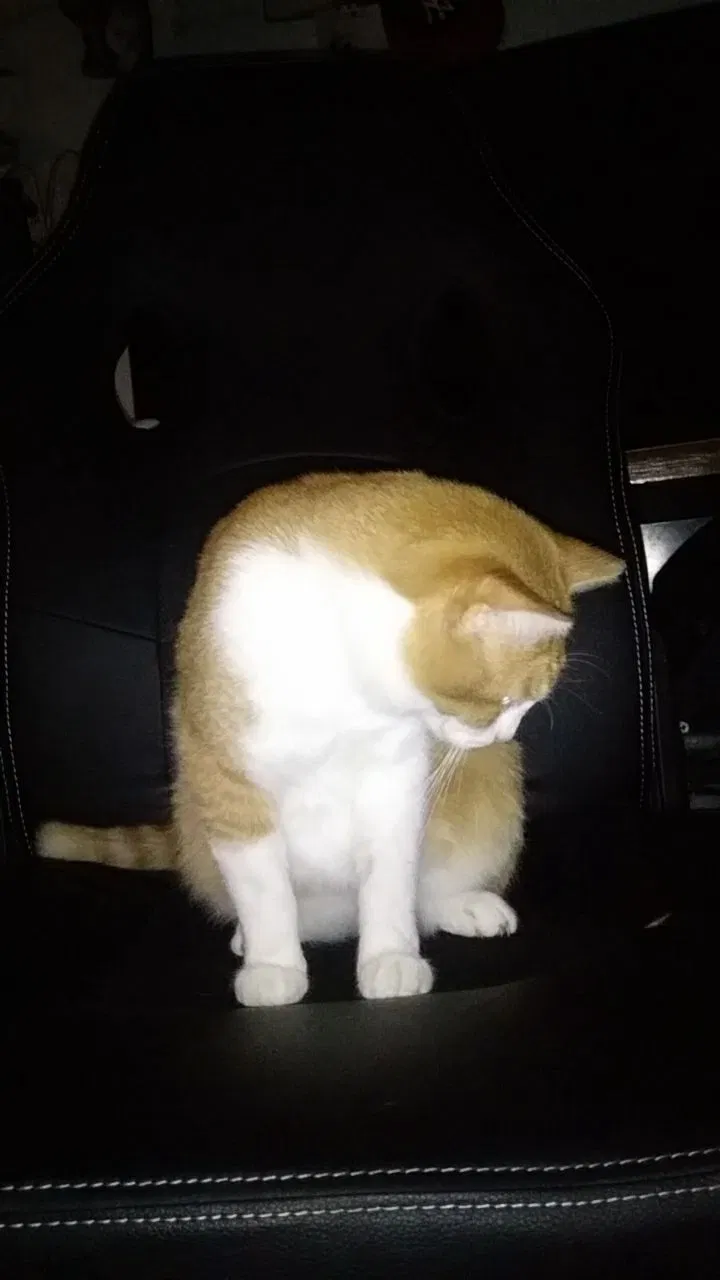 Lost cat in Sacramento, CA, 95828