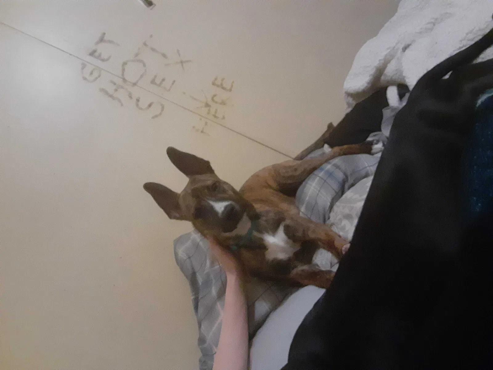 Lost dog in Penrose, CO, 81240