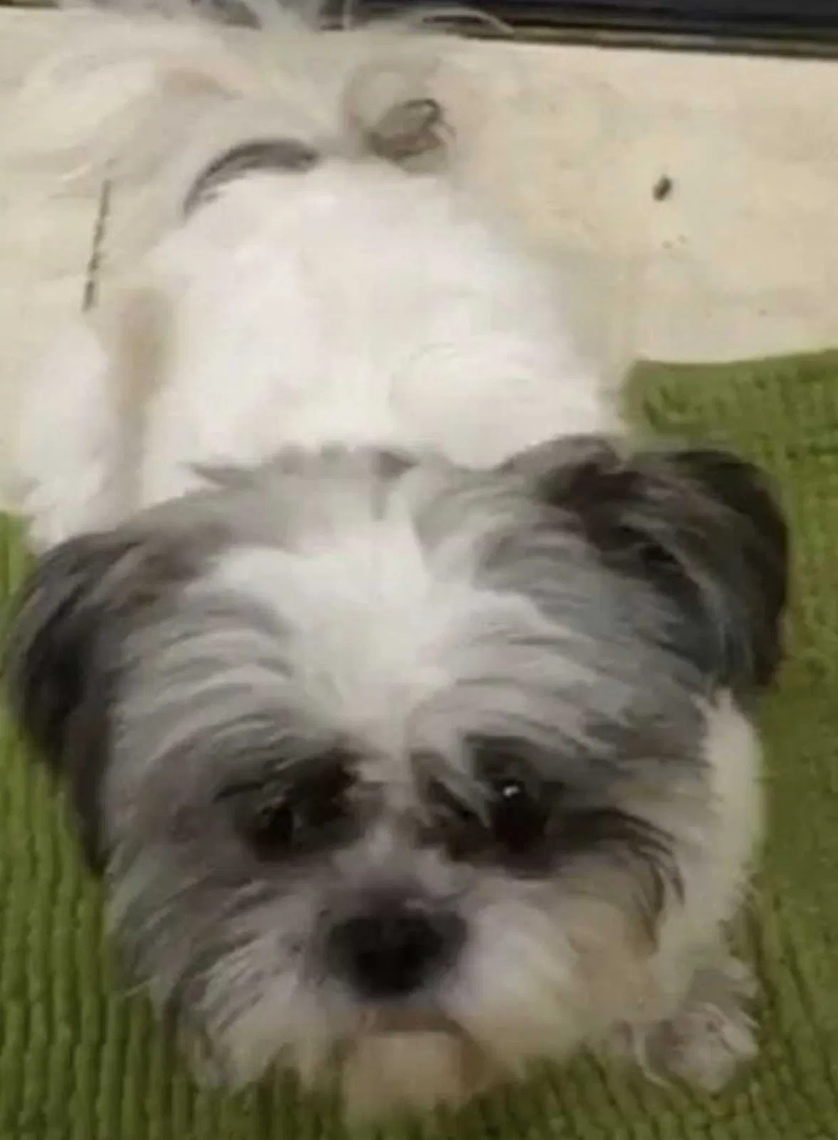 Lost dog in Hollywood, FL, 33026