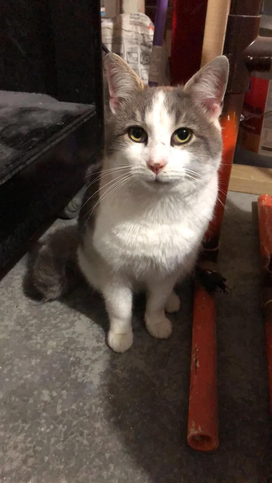 Lost cat in Marysville, OH, 43040