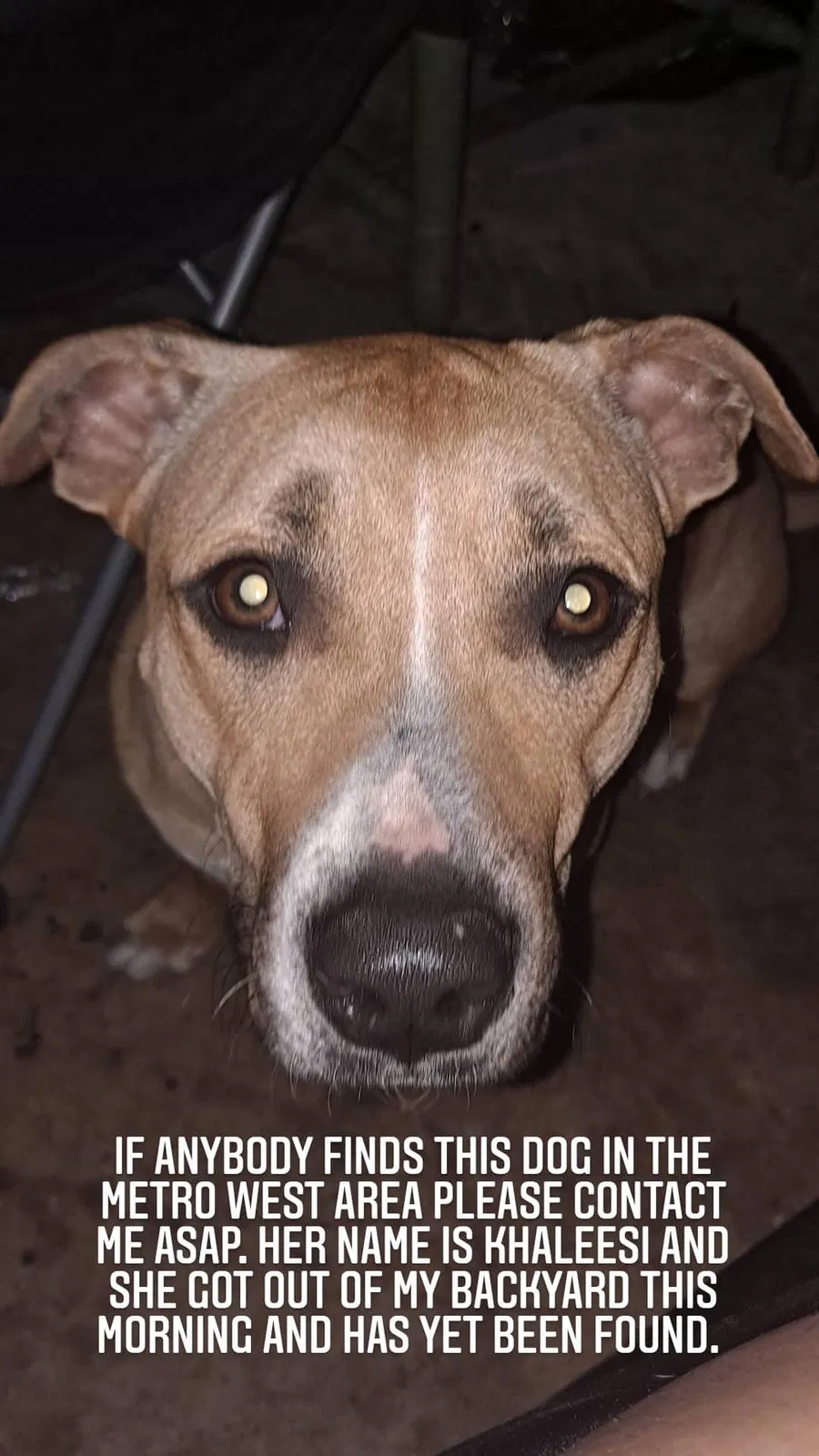 Lost dog in Orlando, FL, 32811
