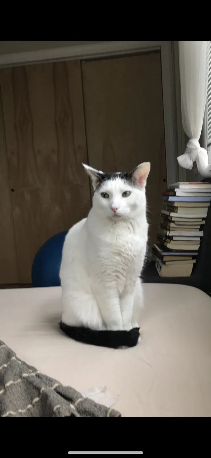 Lost cat in Chicago, IL, 60647