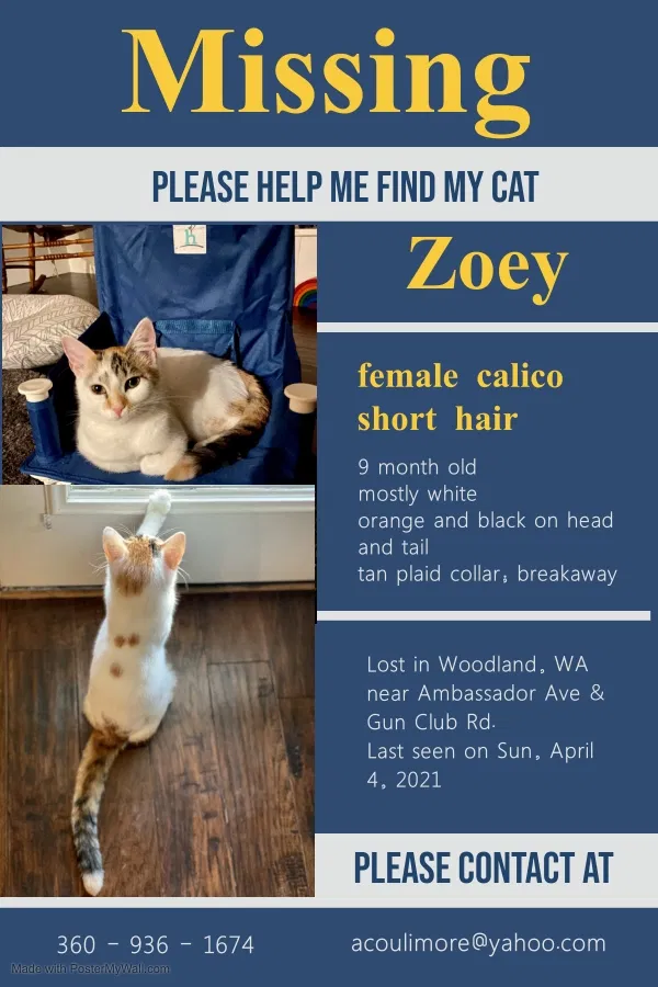 Lost cat in Woodland, WA, 98674