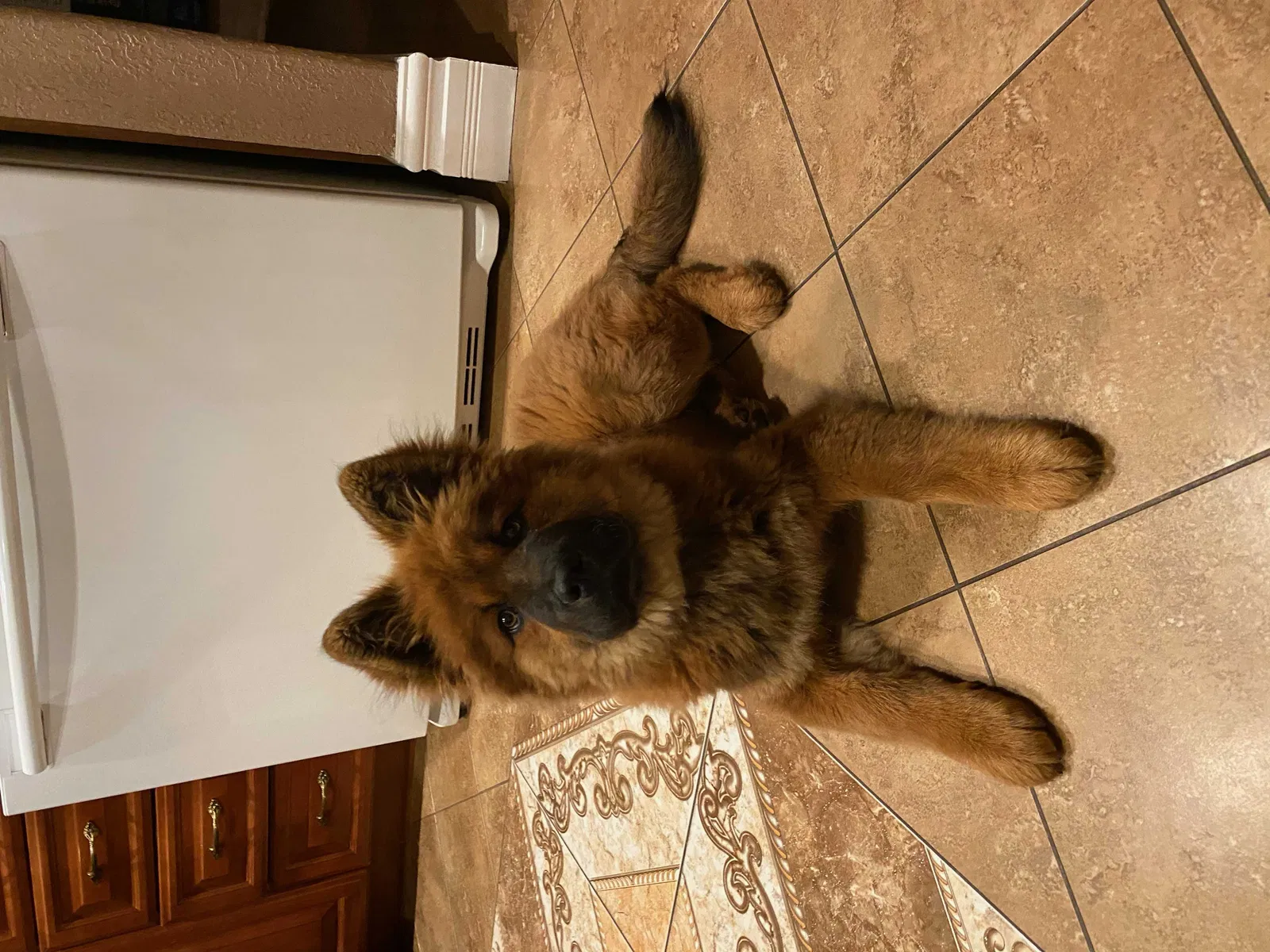Lost dog in Antelope, CA, 95843