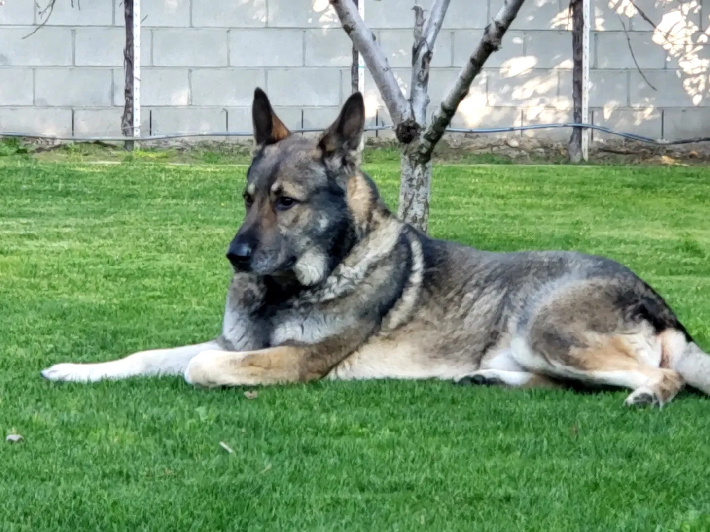 Lost dog in Bakersfield, CA, 93313