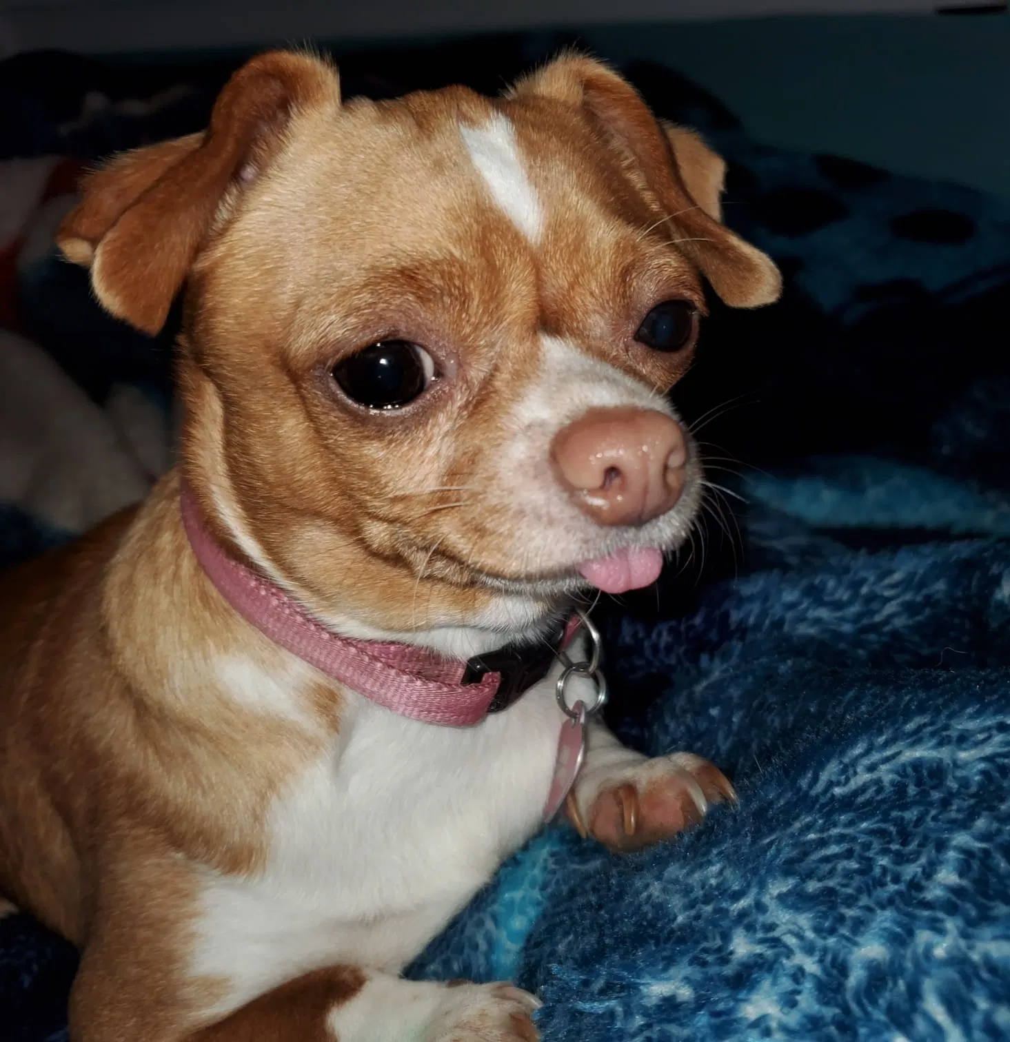 Lost dog in Portland, OR, 97211
