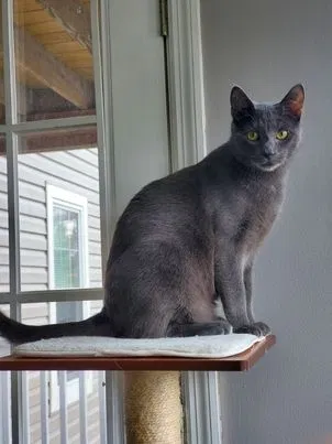 Lost cat in Elkridge, MD, 21075