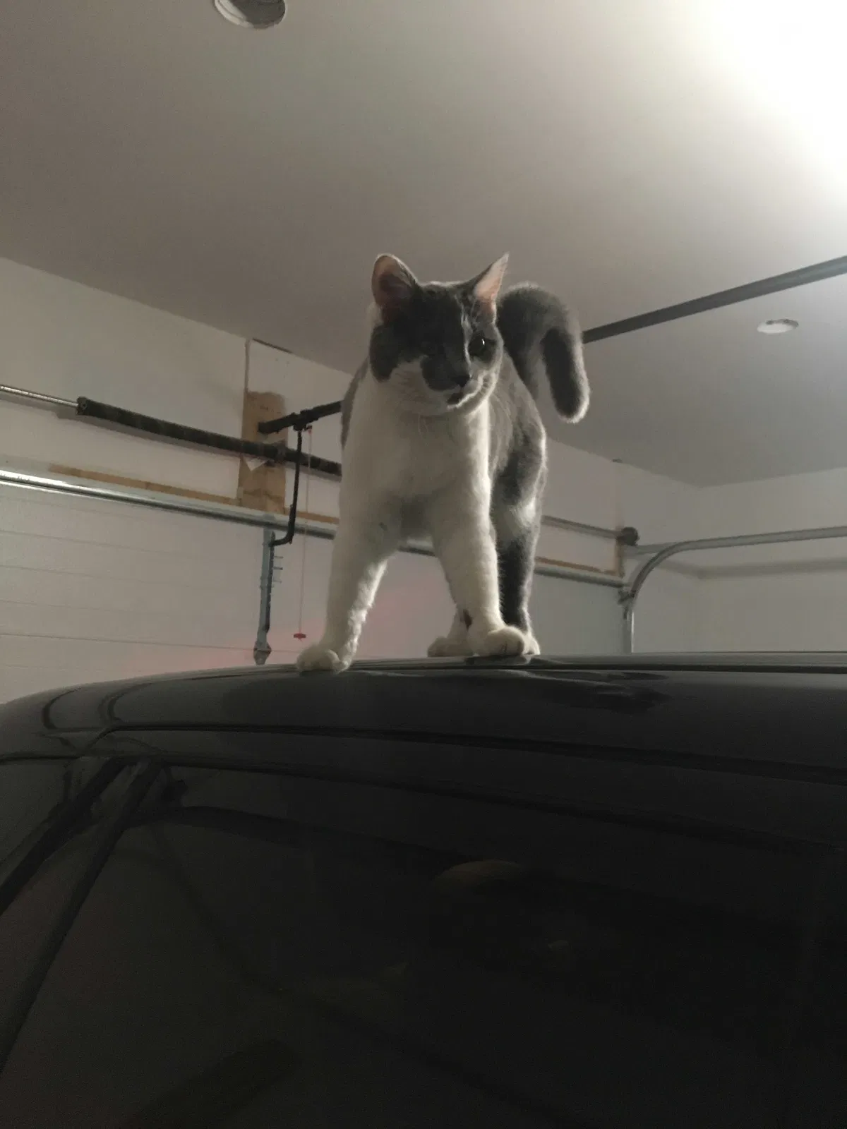 Lost cat in Orient, OH, 43146