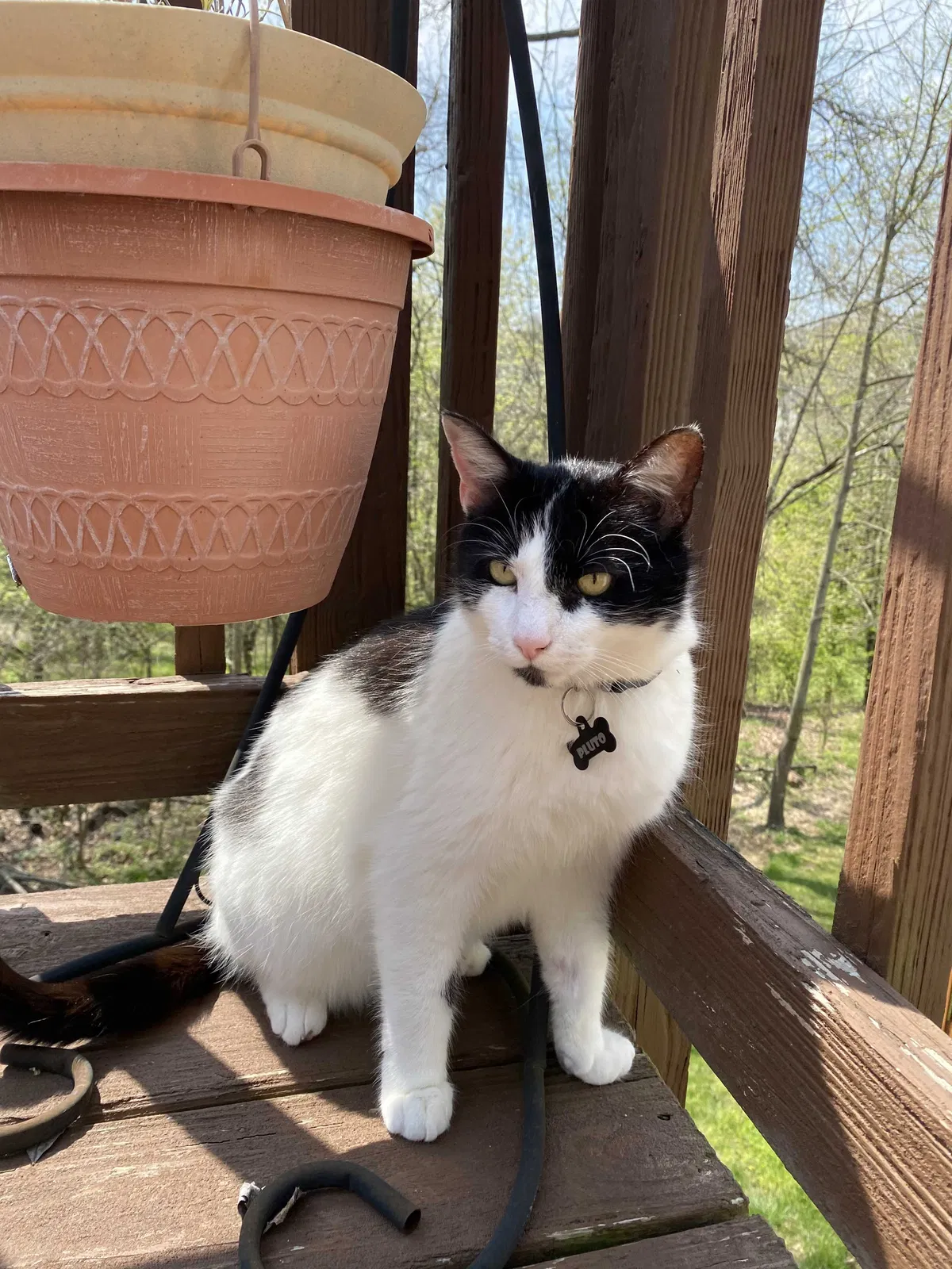 Lost cat in Centreville, VA, 20121