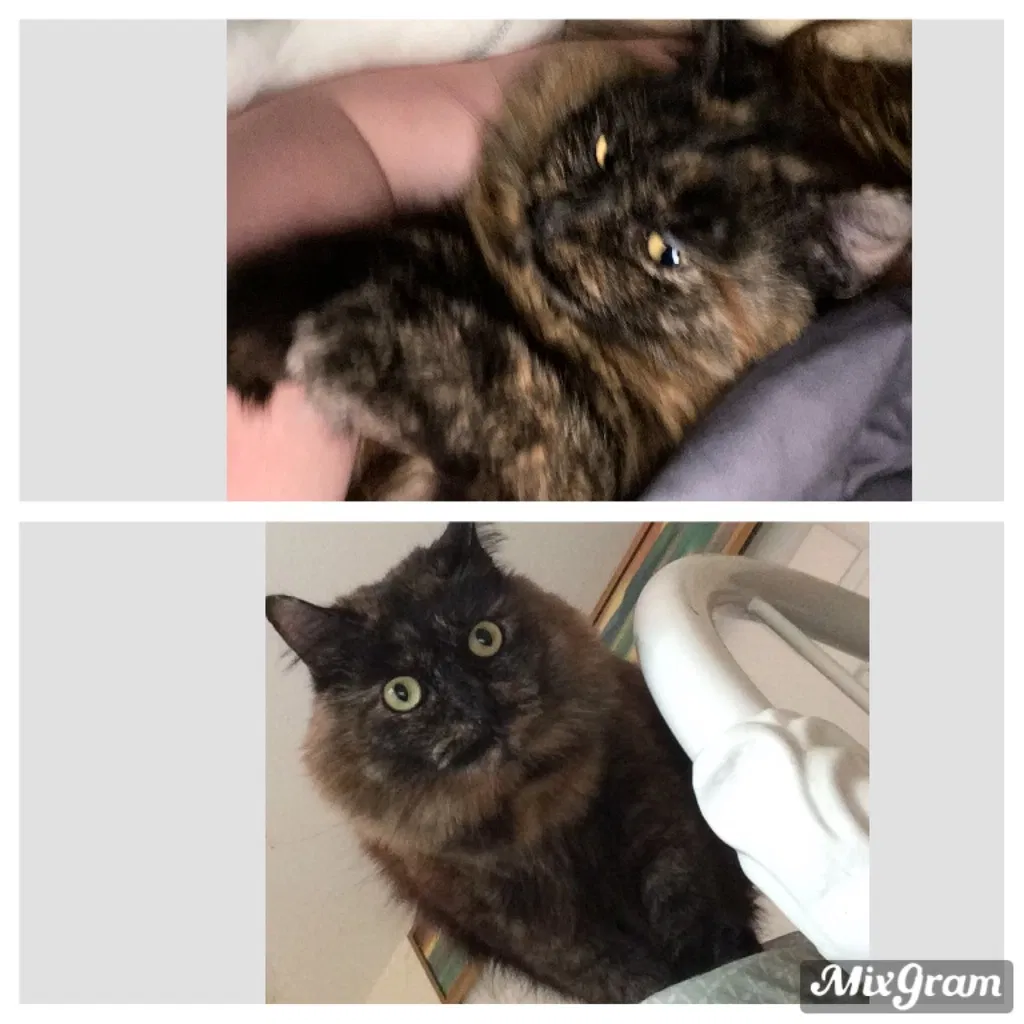 Lost cat in Redmond, WA, 98052