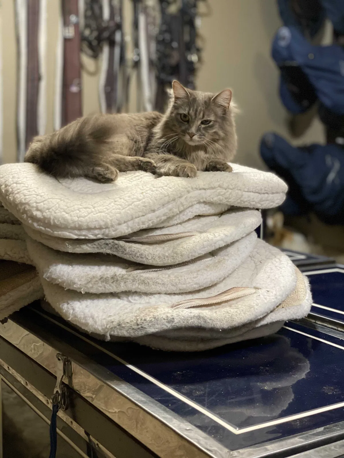 Lost cat in Birmingham, AL, 35242