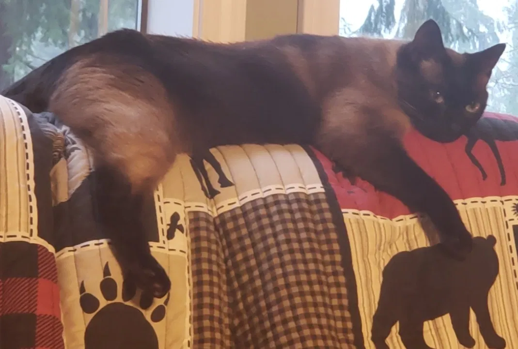 Lost cat in Olympia, WA, 98513