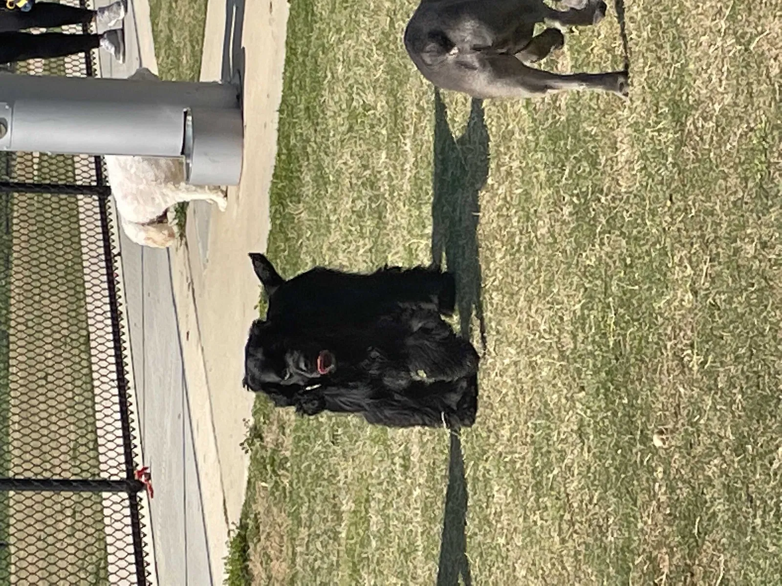 Found dog in Lawrenceville, GA, 30046