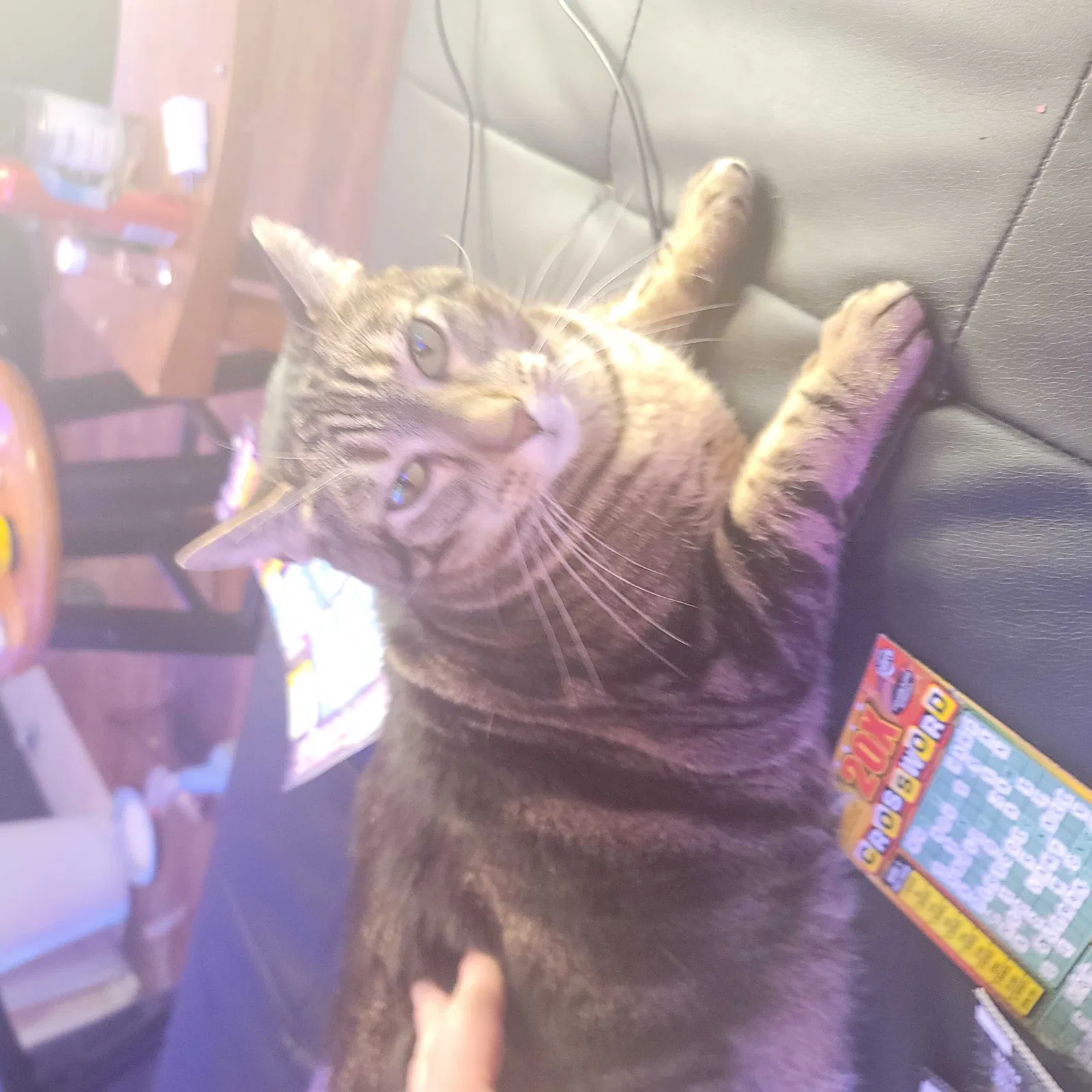 Lost cat in Jacksonville, FL, 32256