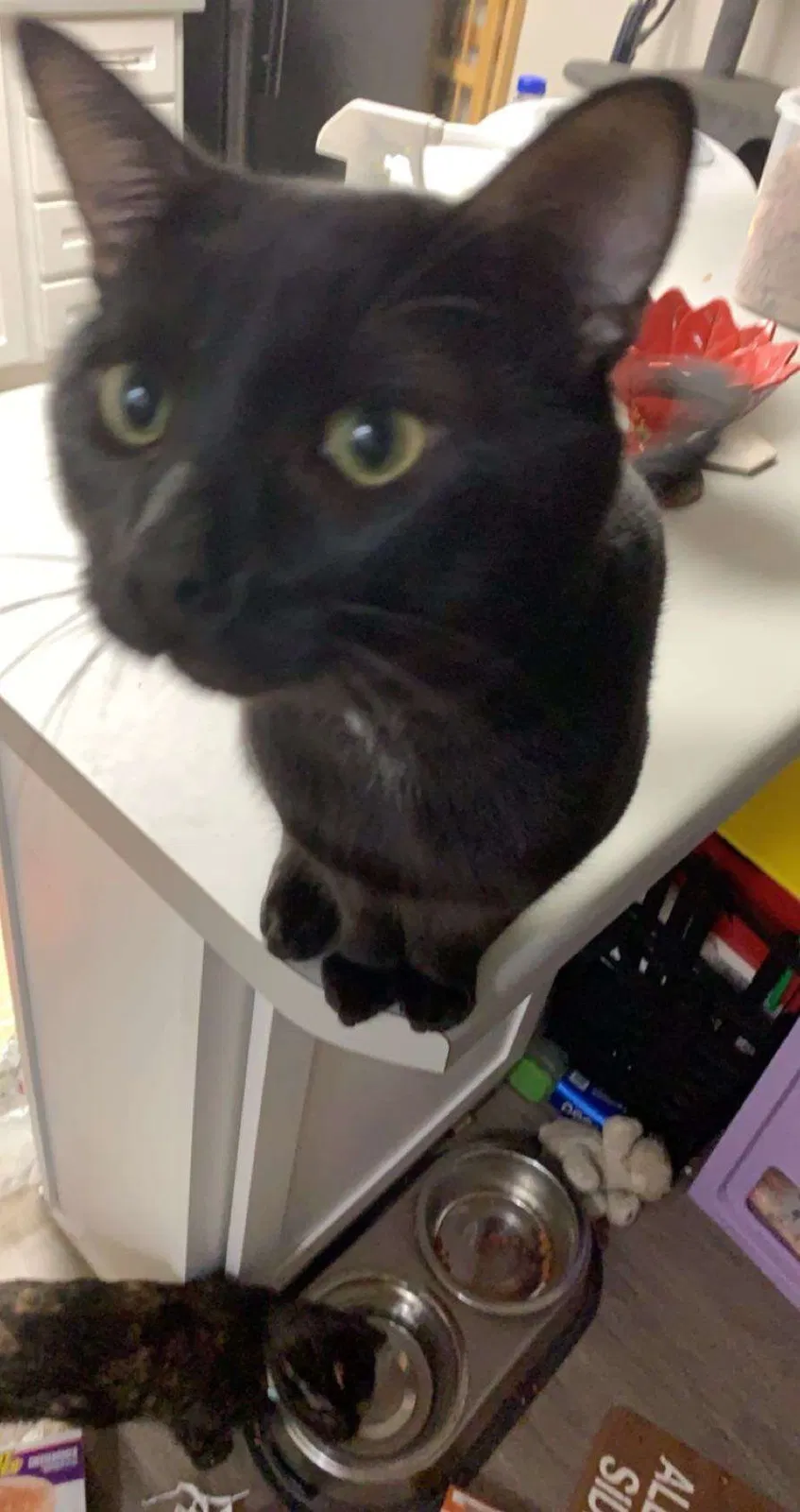 Lost cat in Woodstock, GA, 30188