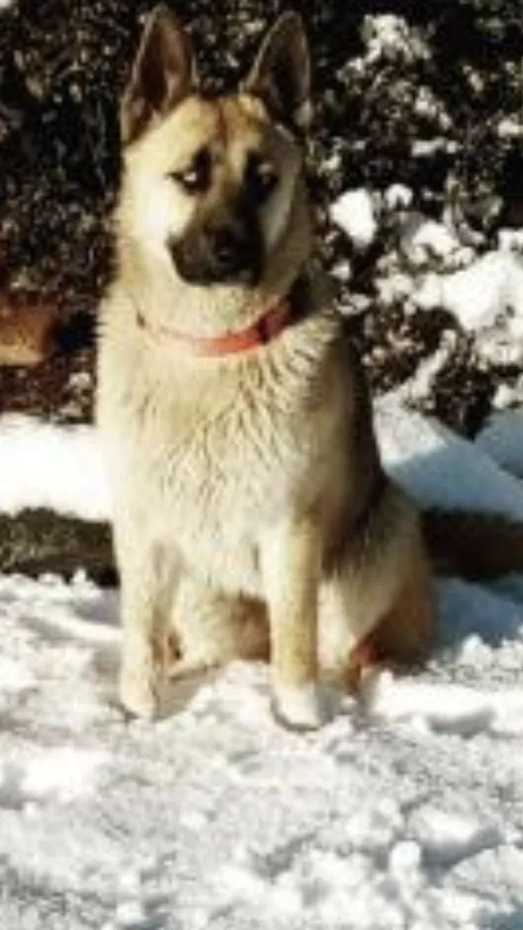 Lost dog in Hesperia, CA, 92344