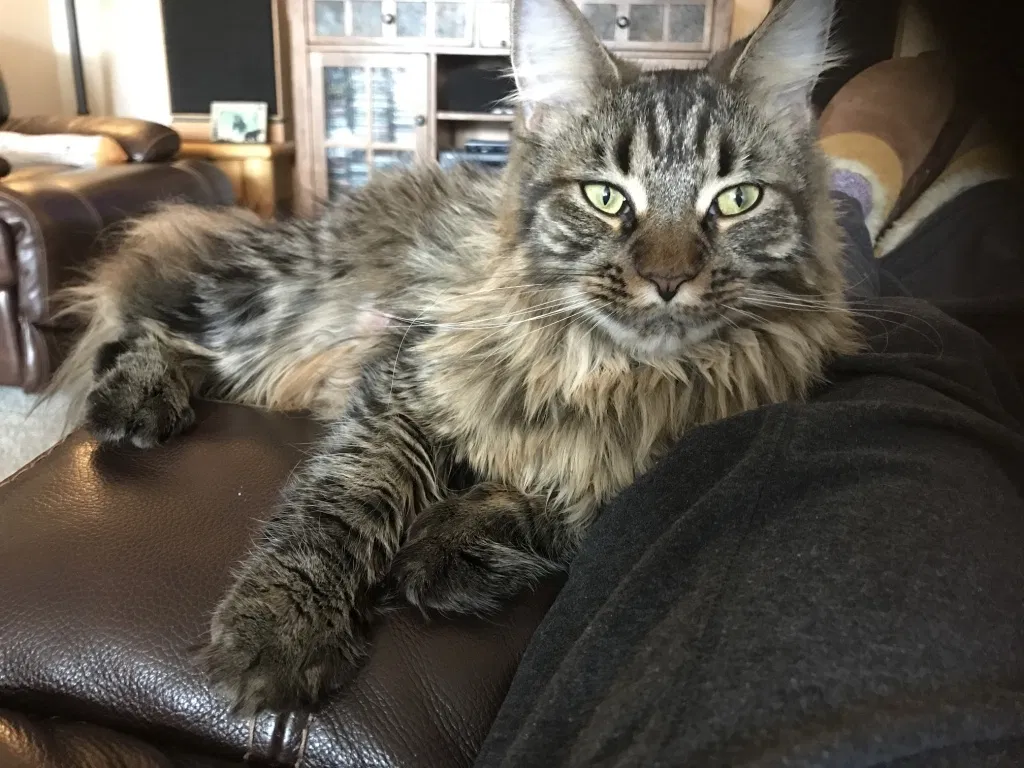 Lost cat in Minneapolis, MN, 55429