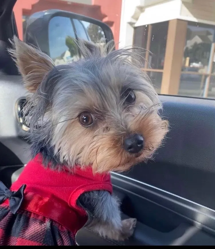 Lost dog in Oxnard, CA, 93033