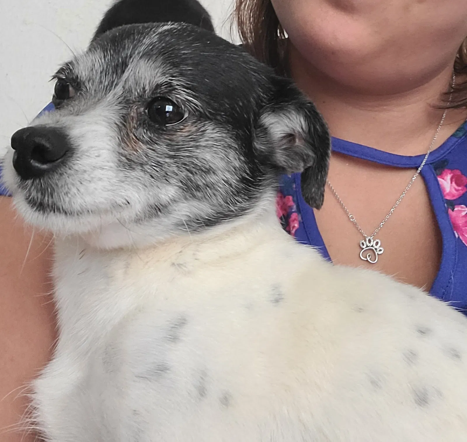 Lost dog in Fort Worth, TX, 76116