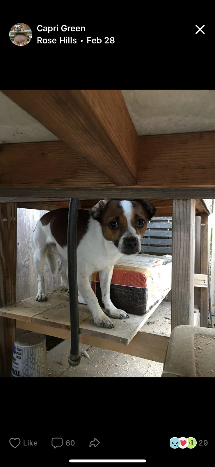 Lost dog in Los Angeles, CA, 90032