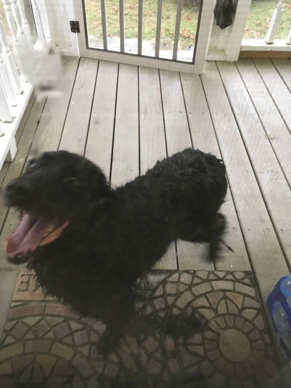 Found dog in Leesville, SC, 29070