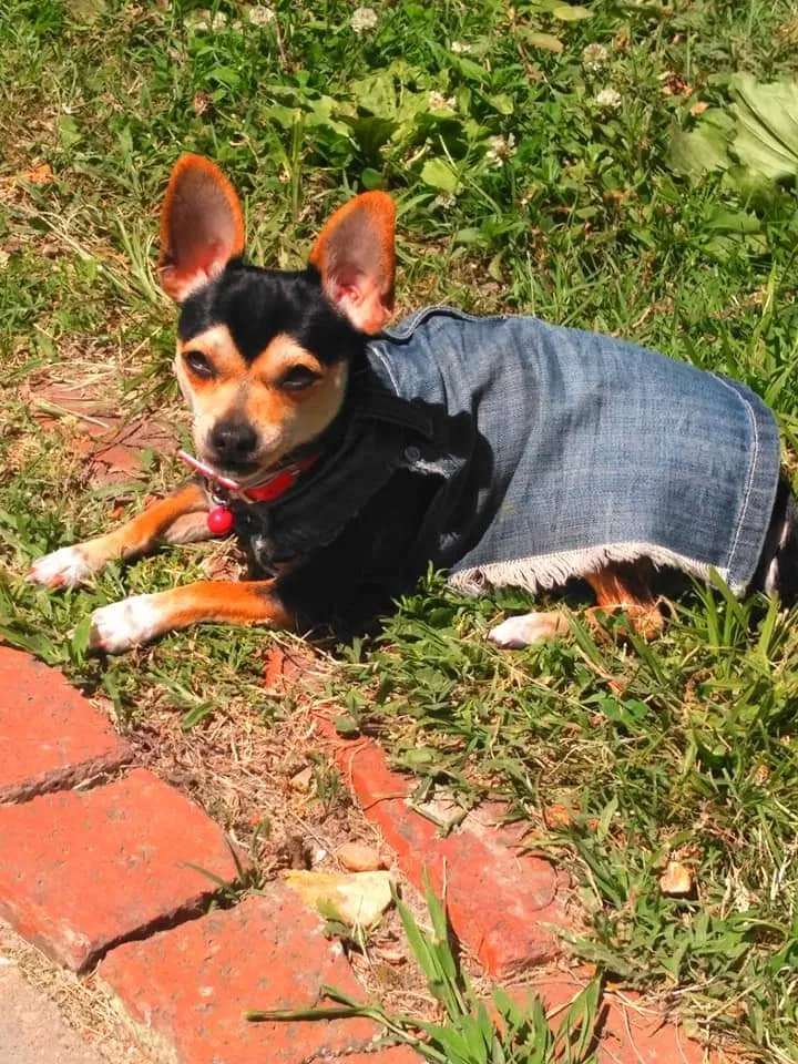 Lost dog in Rogers, AR, 72756