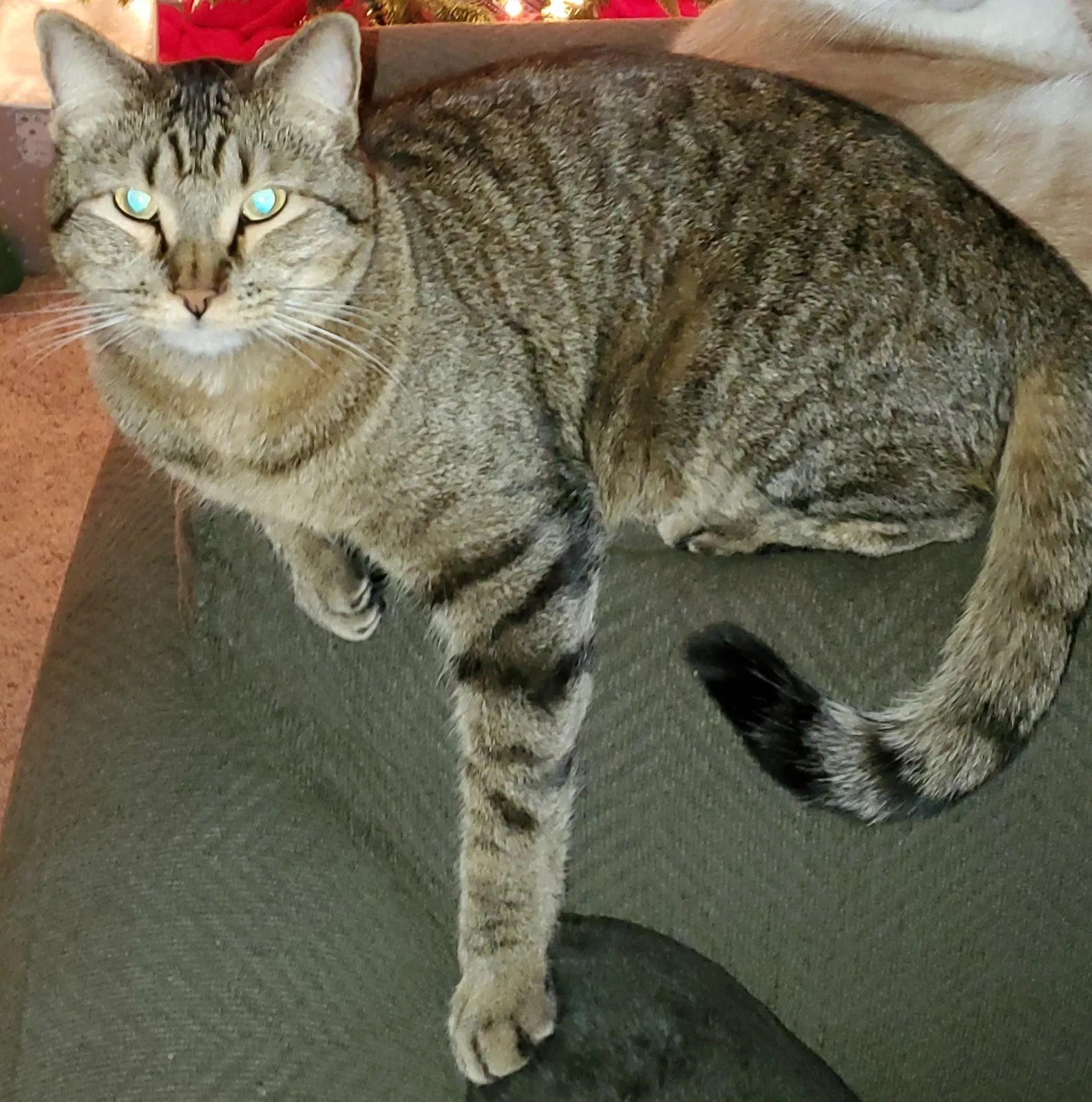 Lost cat in Lubbock, TX, 79424