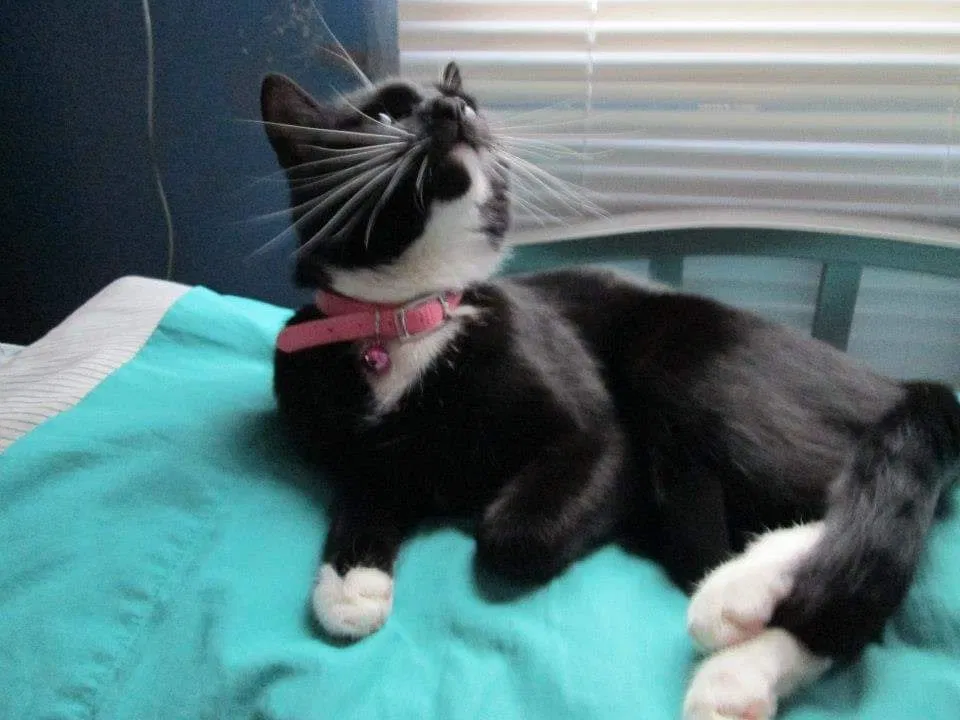 Lost cat in Bridgman, MI, 49106