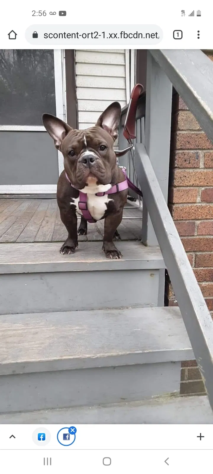 Lost dog in Milwaukee, WI, 53215