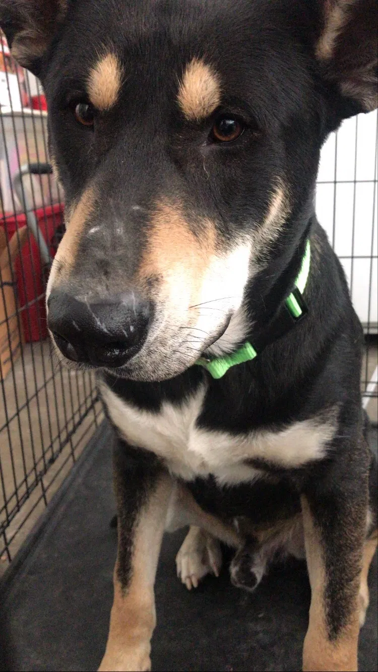 Lost dog in Fort Worth, TX, 76108