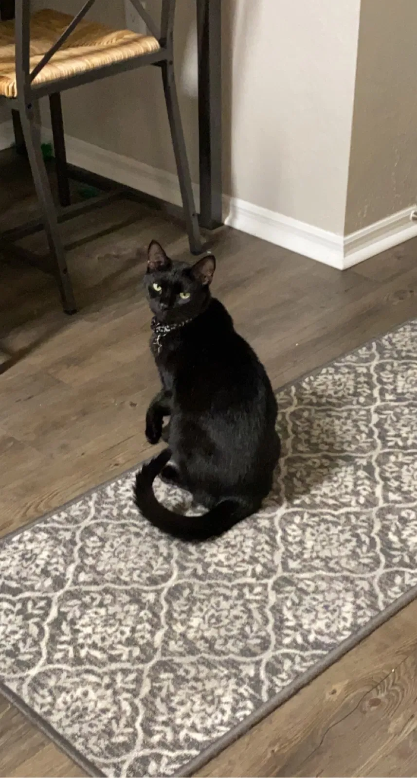 Lost cat in Davenport, FL, 33896