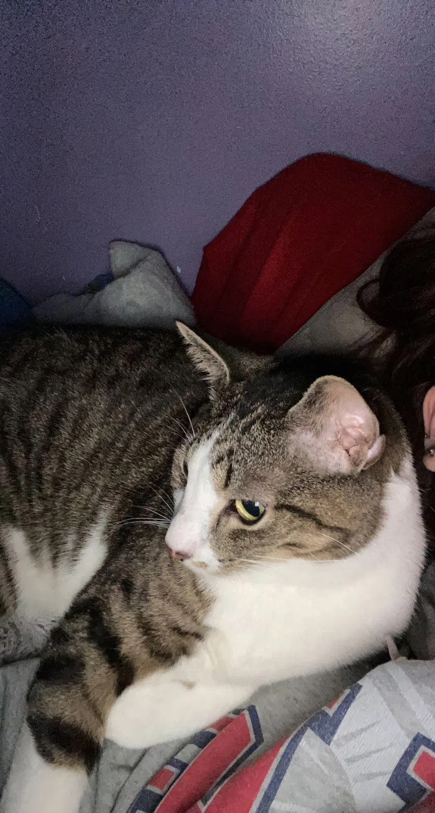 Found cat in O Fallon, MO, 63366