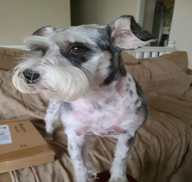 Lost dog in Jonesboro, GA, 30238