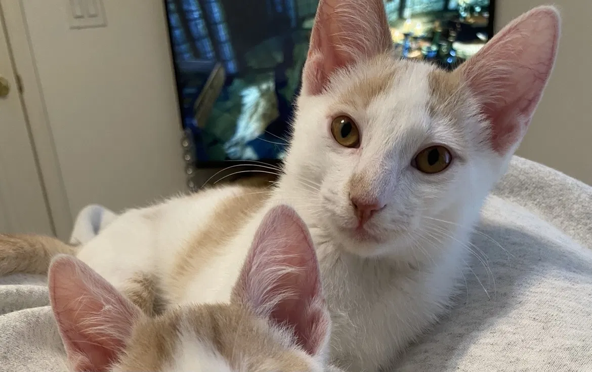 Lost cat in Newnan, GA, 30263