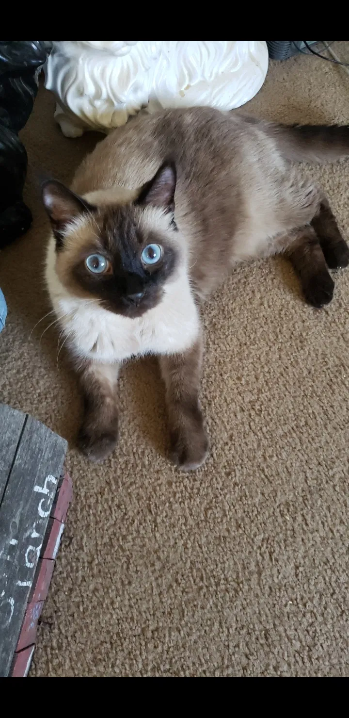 Lost cat in Mandan, ND, 58554