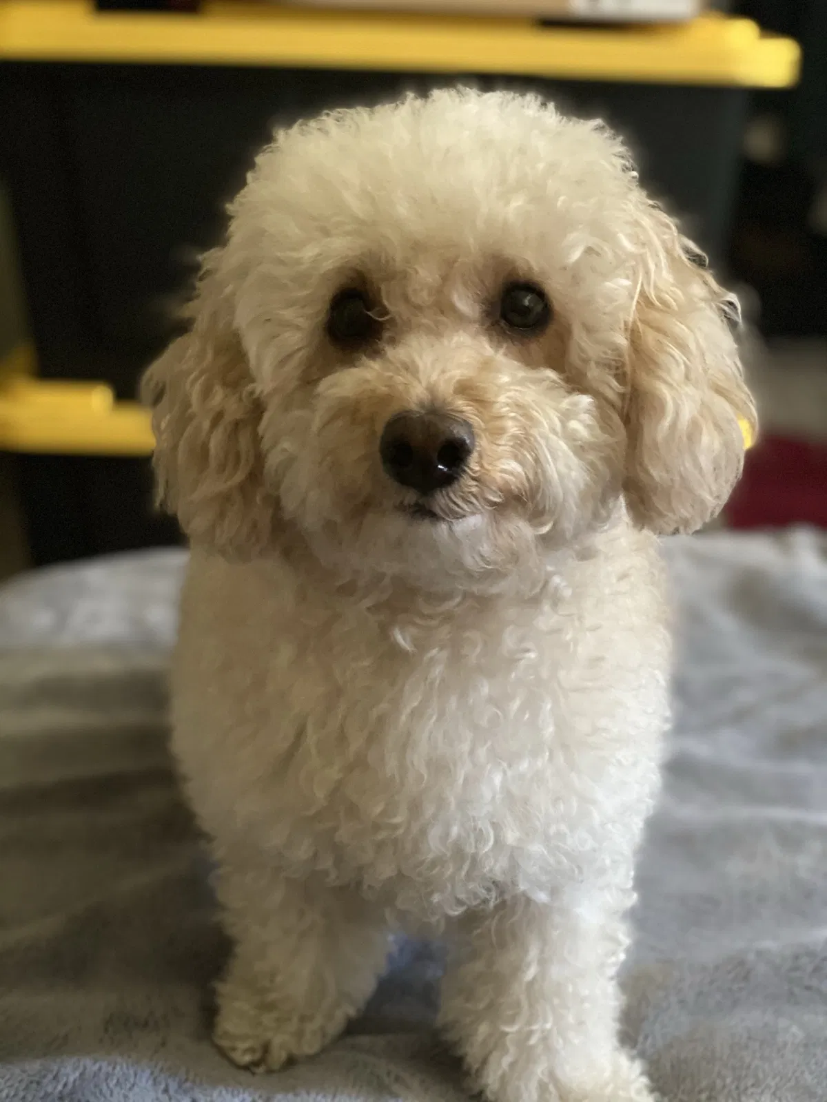 Lost dog in National City, CA, 91950