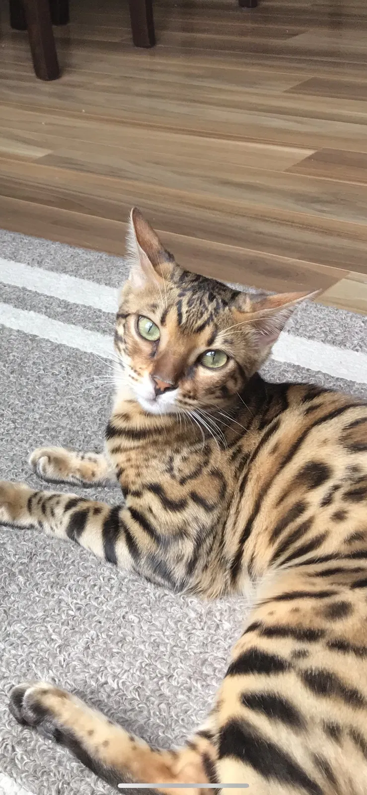 Lost cat in Venice, CA, 90291