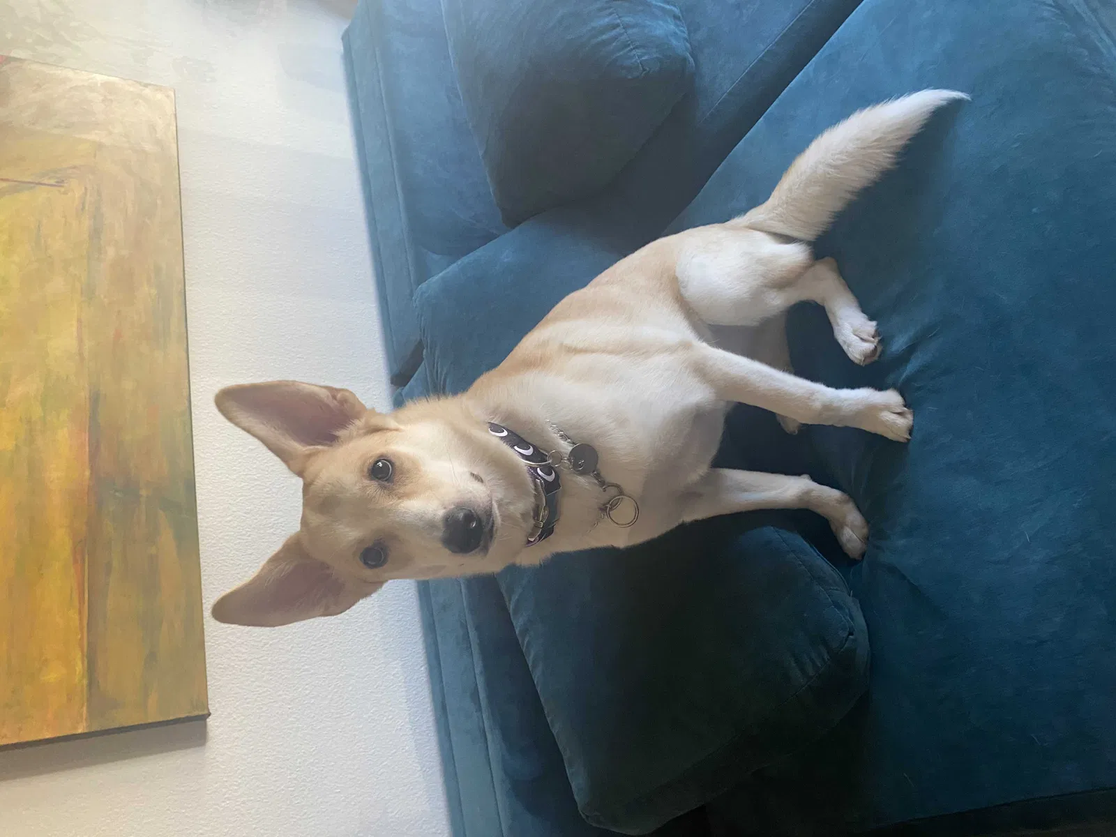 Lost dog in Austin, TX, 78746