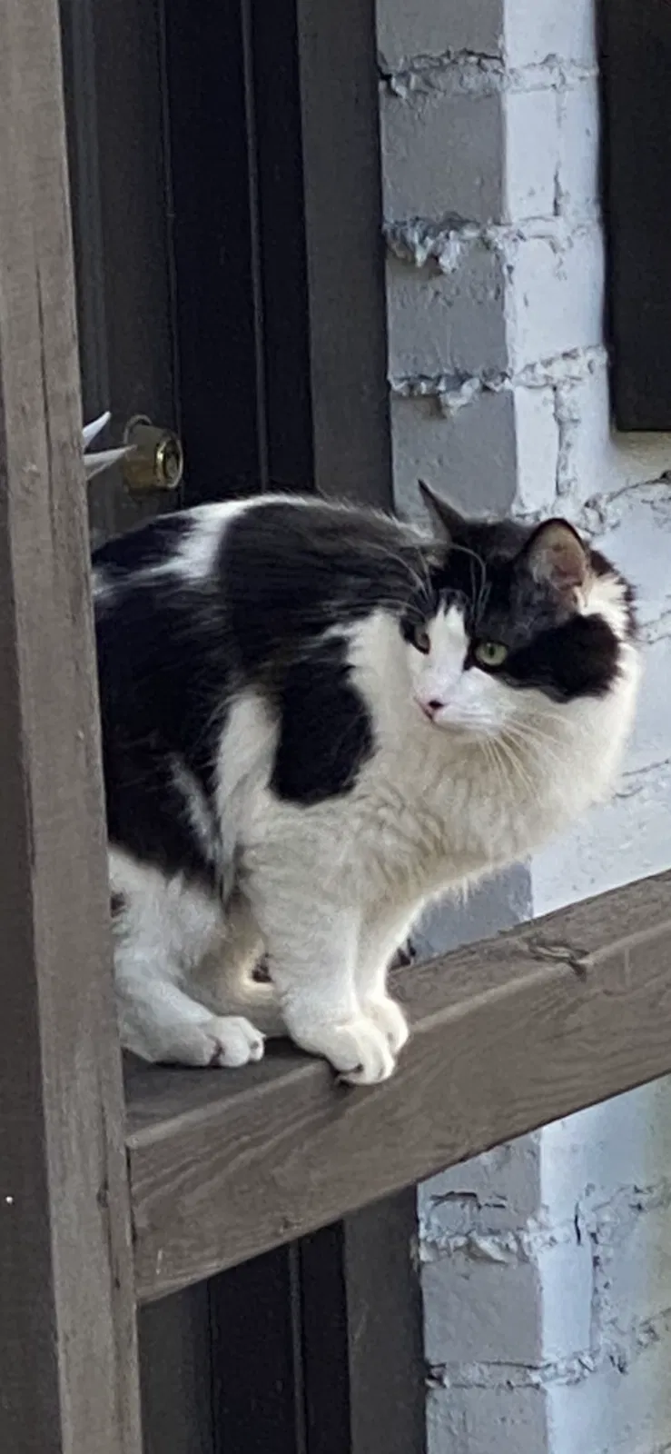 Lost cat in Fremont, CA, 94539