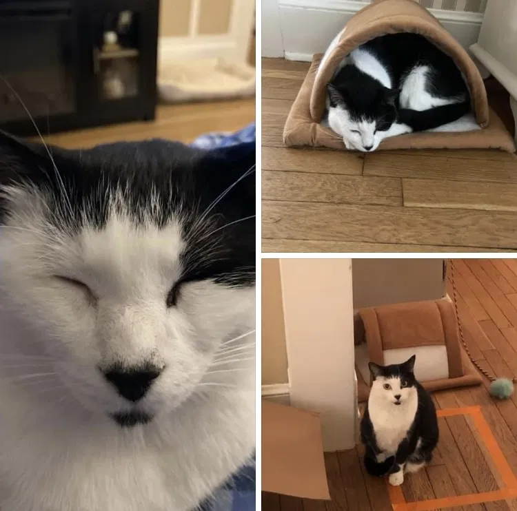 Lost cat in Waterbury, CT, 6708