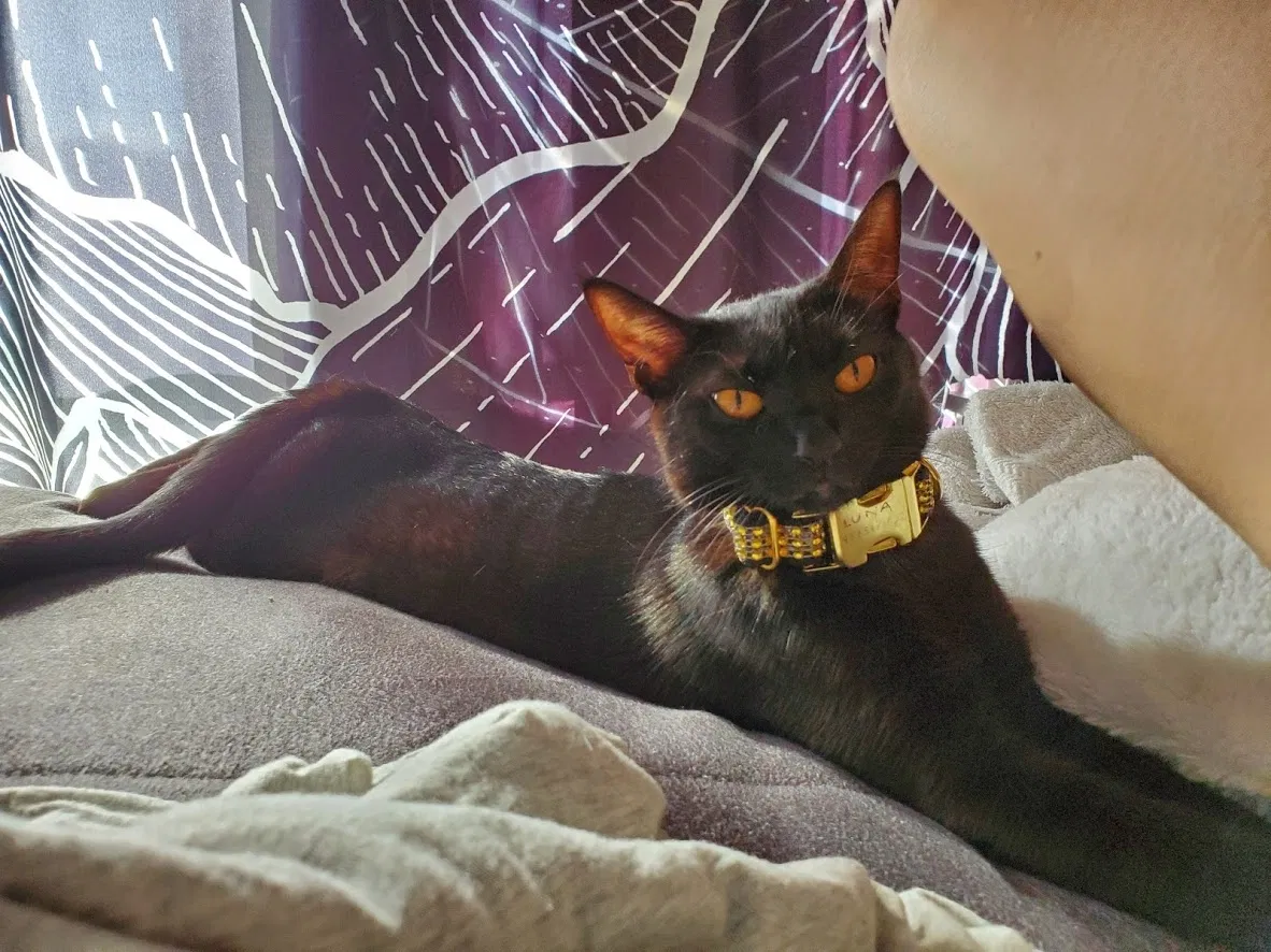 Lost cat in Fort Lauderdale, FL, 33324