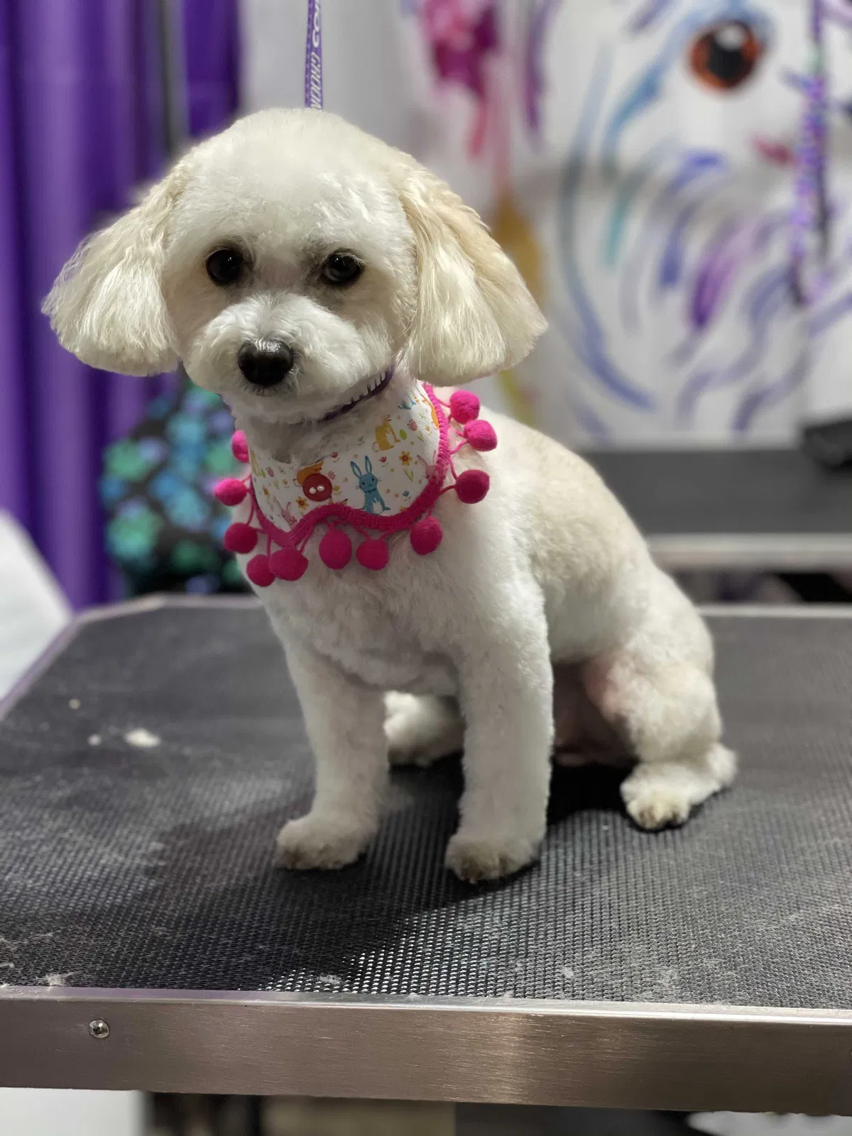 Lost dog in Albuquerque, NM, 87198