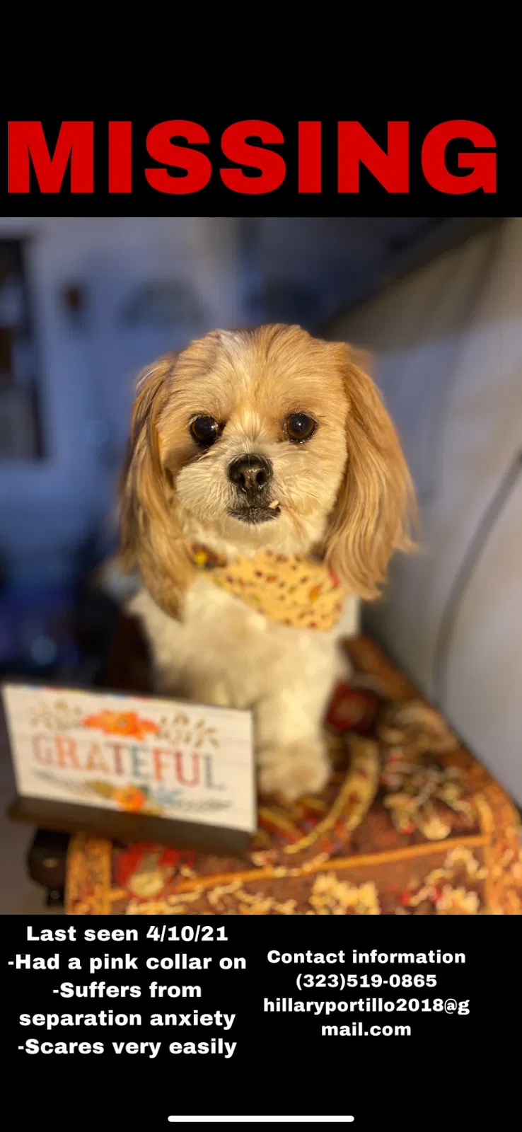 Lost dog in Montebello, CA, 90640