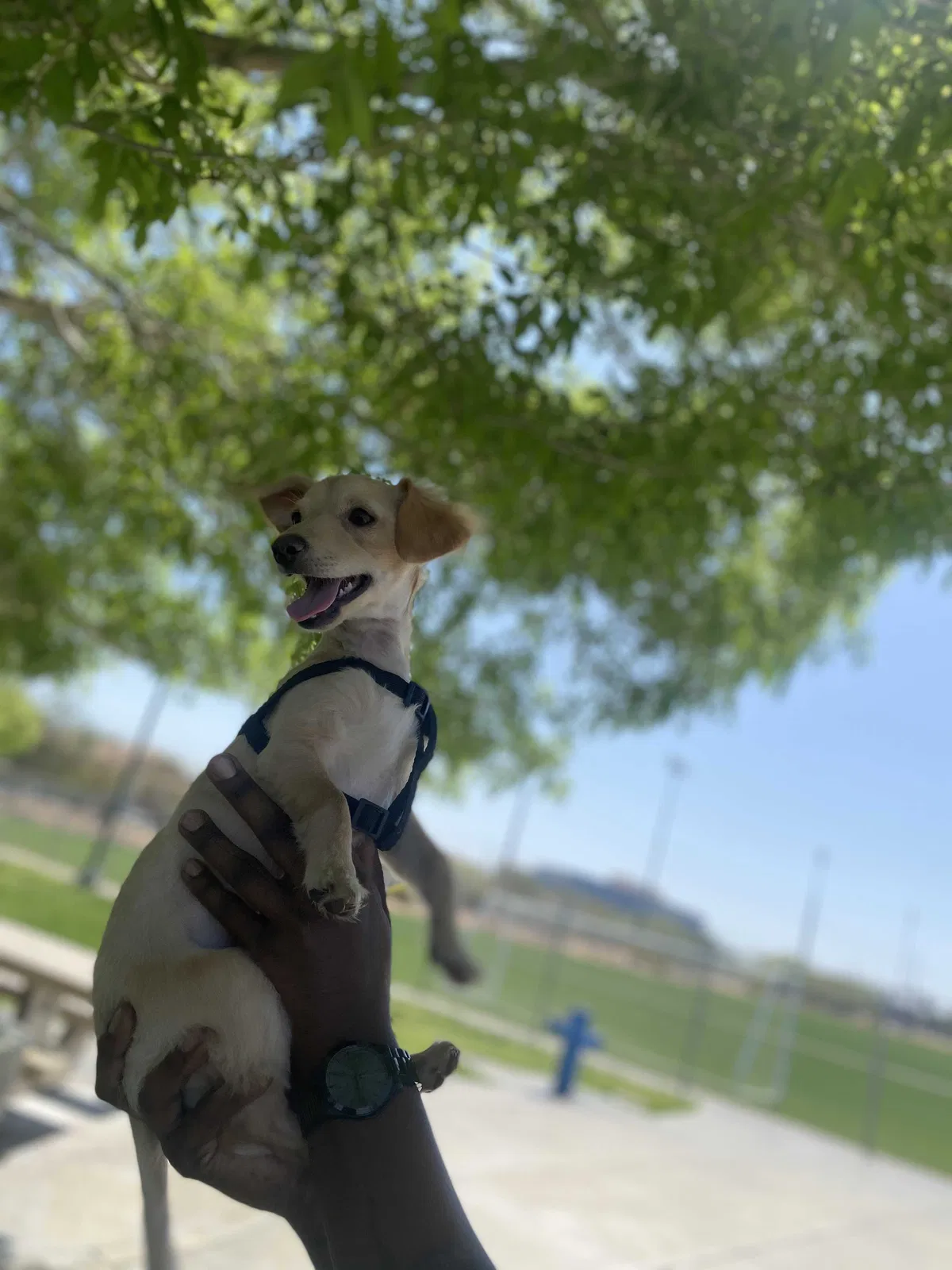 Lost dog in Las Vegas, NV, 89146