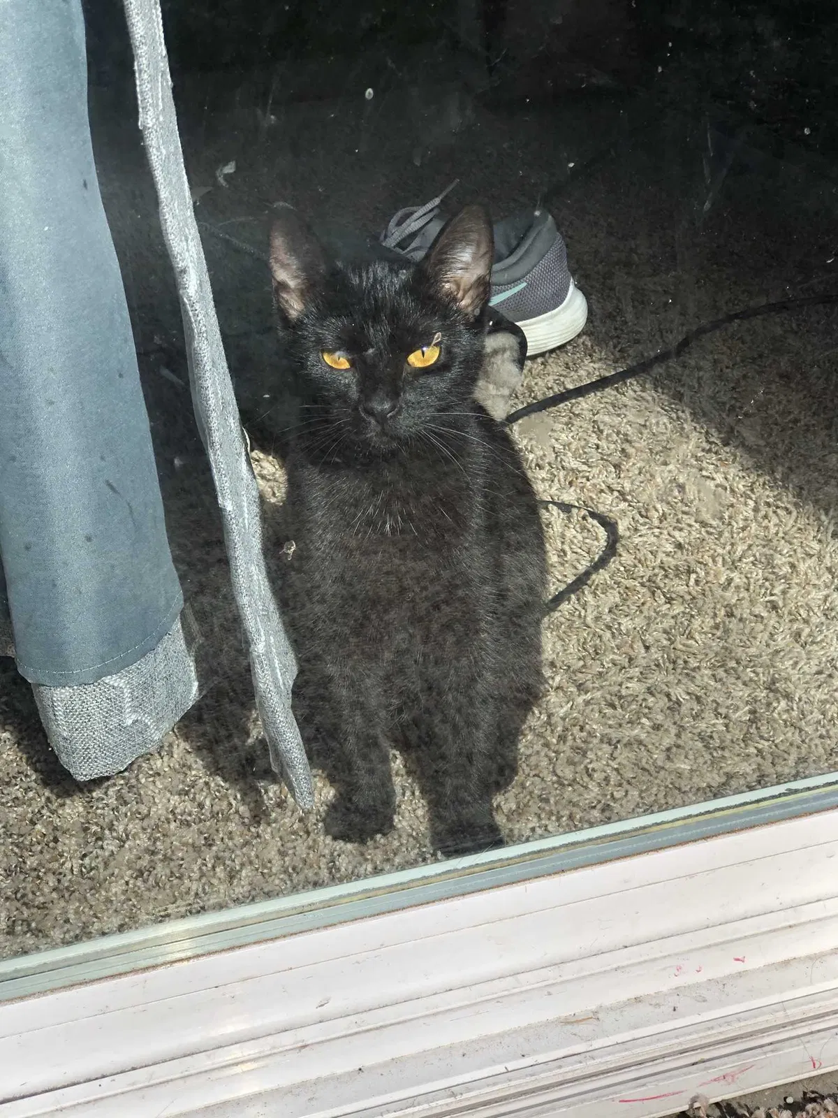 Lost cat in Olympia, WA, 98513